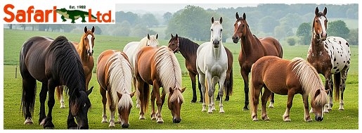 obr�zek kategorie SAFARI KON�